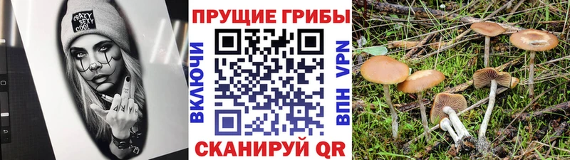 наркошоп  Хвалынск  Псилоцибиновые грибы Cubensis 